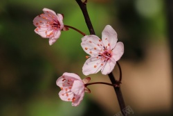 春天桃花开春天的桃花开高清图片