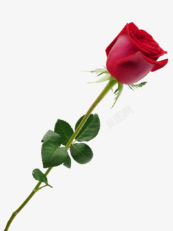 爱情花朵红玫瑰素材