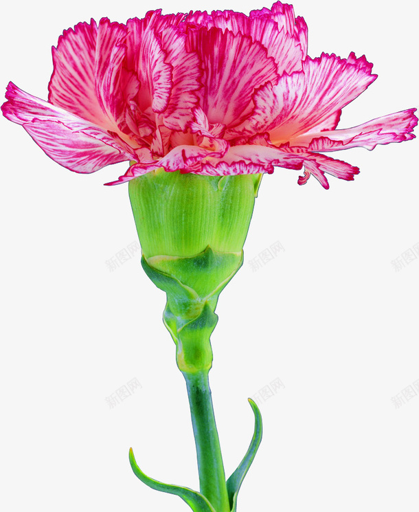 康乃馨母亲节png免抠素材_88icon https://88icon.com 花 母亲节 感恩 爱