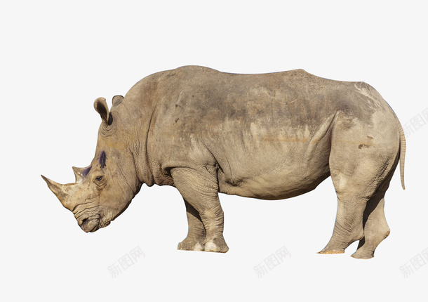 非洲动物犀牛png免抠素材_88icon https://88icon.com 非洲 动物 角 犀牛