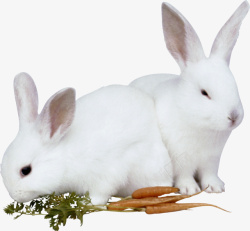 两只白色的小兔子素材