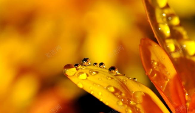 黄色花瓣露珠水滴背景