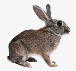 兔子png透明图像素材
