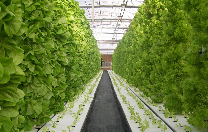 蔬菜培育种植jpg设计背景_88icon https://88icon.com 大棚蔬菜 大棚蔬菜背景 蔬菜园 蔬菜种植背景 蔬菜背景