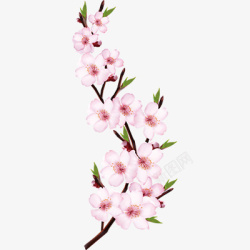 粉色桃花花朵樱花素材