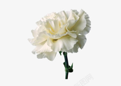 白色康乃馨母亲节白色的康乃馨高清图片