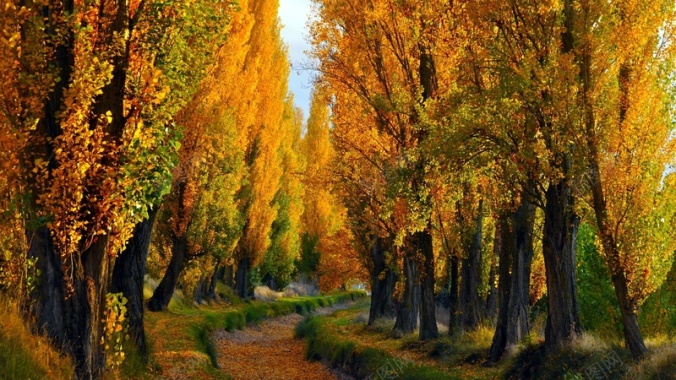 秋天落叶一片金黄美景背景