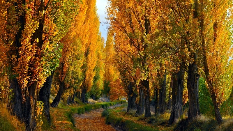 秋天落叶一片金黄美景jpg设计背景_88icon https://88icon.com 秋天落叶 一片 金黄 美景