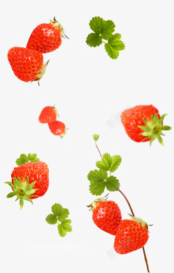 草莓绿叶很多草莓飞溅高清图片