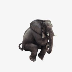 坐着的大象坐着思考的大象高清图片