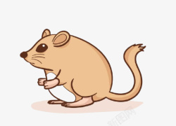 小老鼠鼠动物图片素材