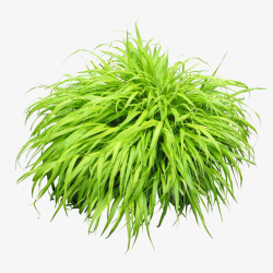 绿草植物素材素材