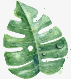 绿植龟背竹绿色手绘素材