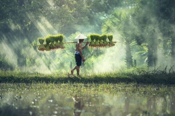 农民收获水稻背景