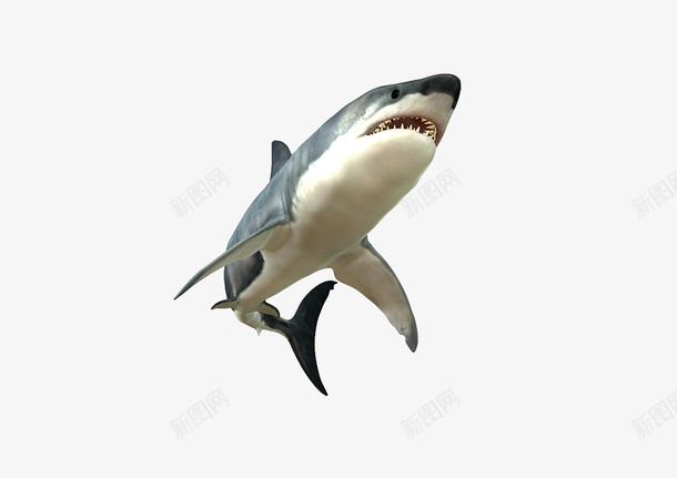 海里的大鲨鱼png免抠素材_88icon https://88icon.com 动物 海 跳跃的鲨鱼 鱼类 鲨鱼
