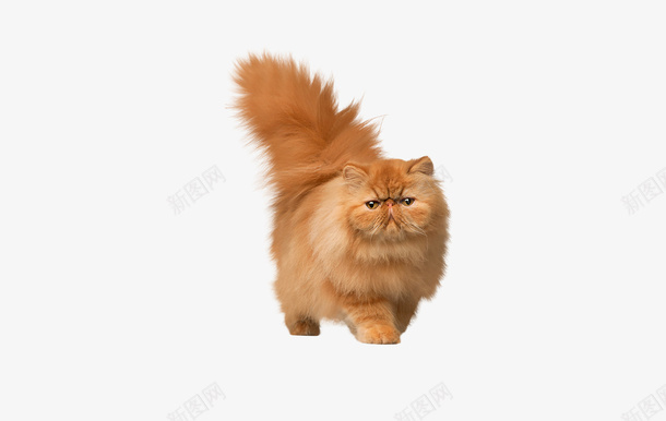 可爱的棕色小猫咪png免抠素材_88icon https://88icon.com 可爱 动物 尾巴 小猫