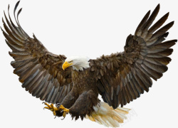 展翅的老鹰动物老鹰飞行展翅高清图片
