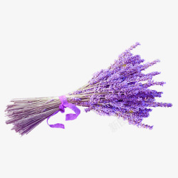 紫色薰衣草透明北坤人花草植物素材