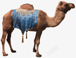 骆驼动物人物素材