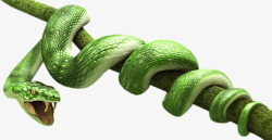 绿蛇动物素材