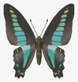 彩色昆虫蝴蝶PNG图片素材