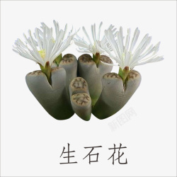 生石花素材