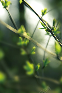 绿色清新植物春季海报背景