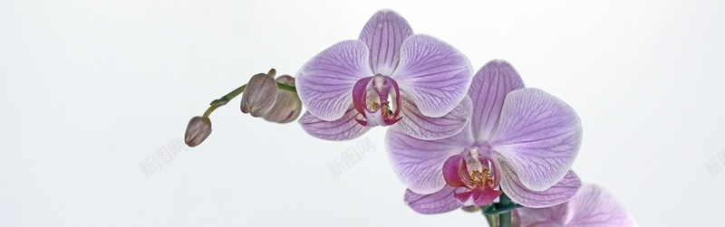 紫兰花背景