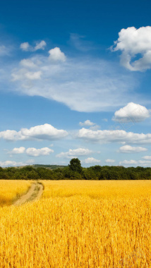 黄色麦田蓝色天空H5背景背景