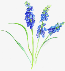 幽蓝植物水彩手绘葡萄风信子插画素材高清图片