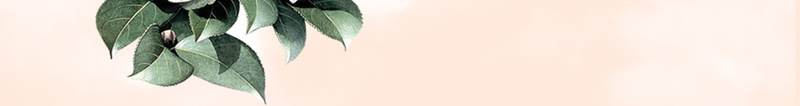 中国风美丽的山茶花与喜鹊背景素材psd设计背景_88icon https://88icon.com 中国风背景 水墨背景 美丽背景 中国风 水墨画 山茶花 花卉 花朵 茶花 灯笼 红灯笼 喜鹊