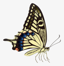 彩色蝴蝶昆虫PNG图片素材
