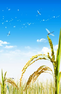 唯美稻田绿色食品海报背景模板背景