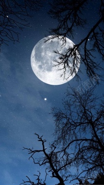 月光下的树影H5背景背景