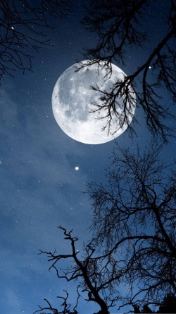 月光下的树影H5背景背景