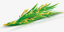 稻子水稻稻谷稻穗高清图片