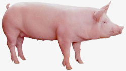 猪育肥猪实拍猪肥猪素材素材