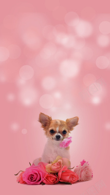 粉色背景上的小狗H5素材背景背景