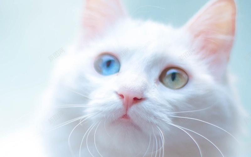 呆萌可爱异瞳小猫咪jpg设计背景_88icon https://88icon.com 动物 猫 异瞳 眼睛 白色