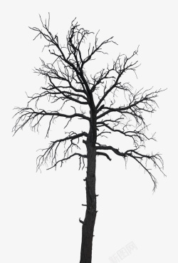 死树矢量图树枯树落叶树高清图片