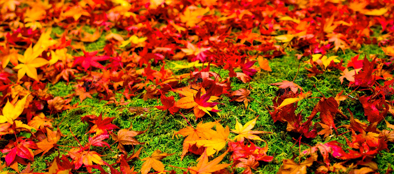 秋季唯美枫叶落叶背景背景
