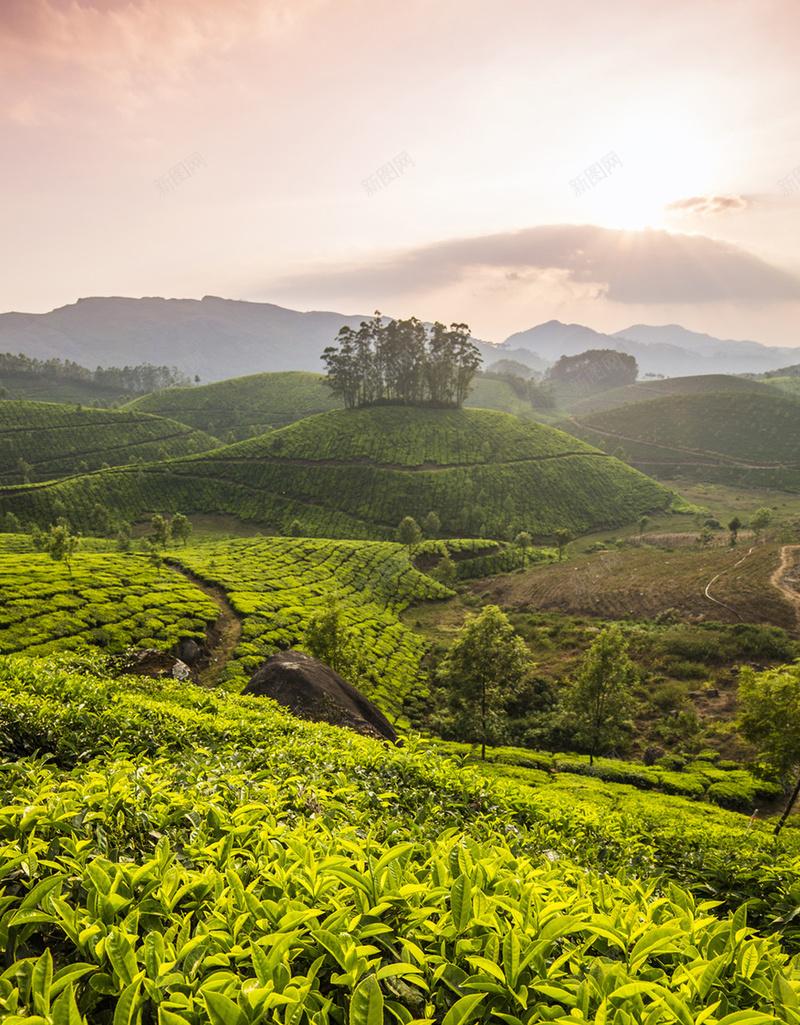 简约茶叶风景手机端H5背景jpg设计背景_88icon https://88icon.com 田园风光 简约 茶叶 茶园 风光 手机端 H5背景 风景背景 简约风景 茶叶背景 茶叶风景 背景