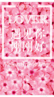 粉红色玫瑰情人节背景图背景