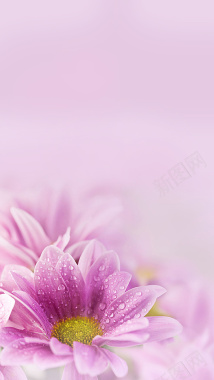 粉色梦幻花朵H5背景背景