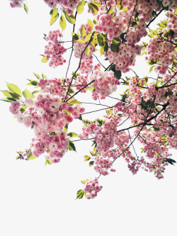 粉色古风吊坠高清节日气氛灿烂花朵景物元素高清图片