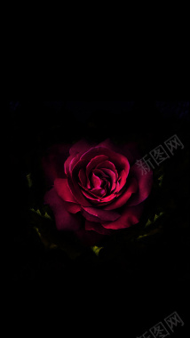 红色花卉H5背景背景