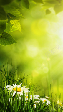 绿色树叶花草边框H5背景素材背景