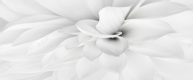 白色简约大气花瓣背景素材背景