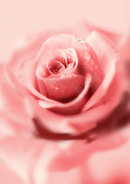 粉色玫瑰花海报背景背景