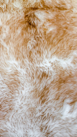 金色毛皮动物毛皮H5素材背景高清图片